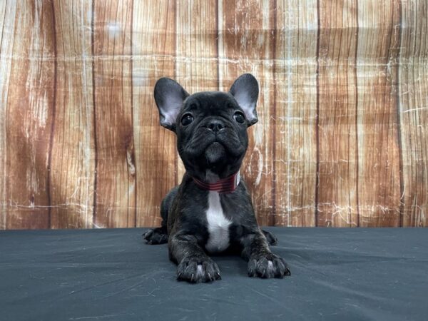 French Bulldog-DOG-Female-Brindle-23739-Petland Scottsdale, Arizona