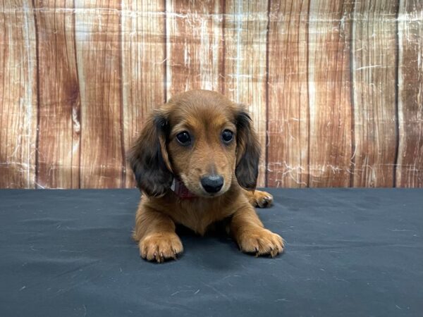 Dachshund-DOG-Female-Wild boar-23738-Petland Scottsdale, Arizona