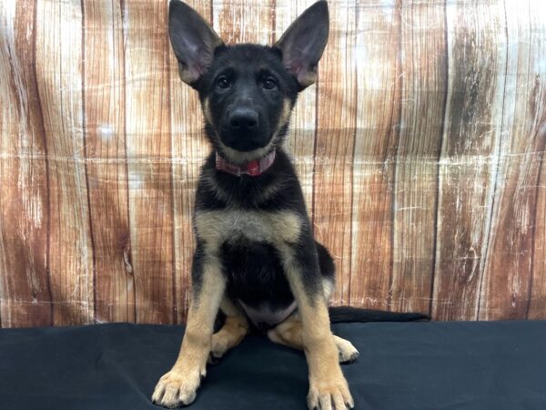 German Shepherd Dog-DOG-Female-Black and Tan-23737-Petland Scottsdale, Arizona