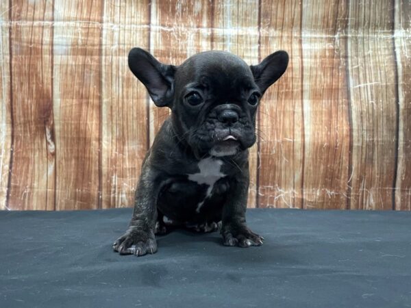 French Bulldog-DOG-Female-Brindle-23736-Petland Scottsdale, Arizona