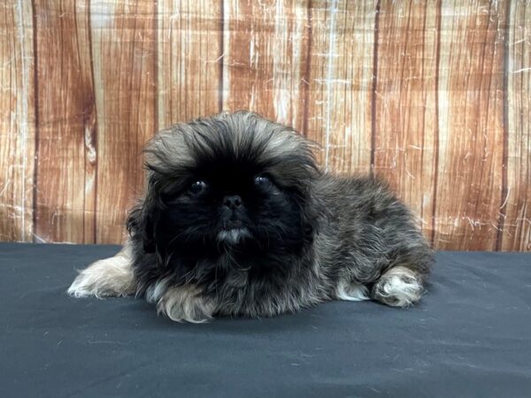 Pekingese-DOG-Male-Sable-23735-Petland Scottsdale, Arizona
