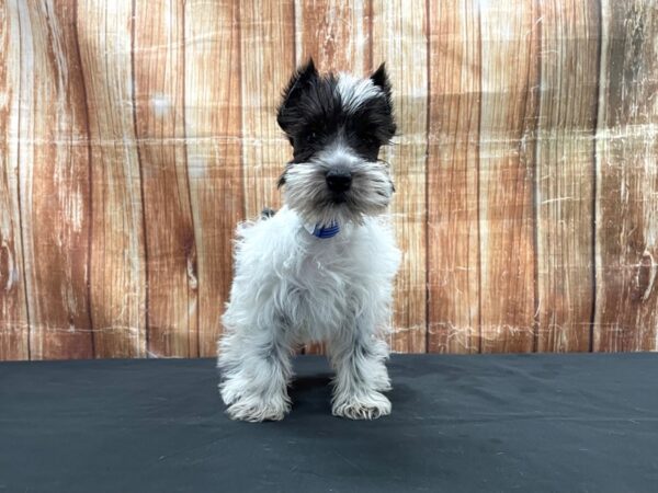 Miniature Schnauzer-DOG-Male-Black-23734-Petland Scottsdale, Arizona
