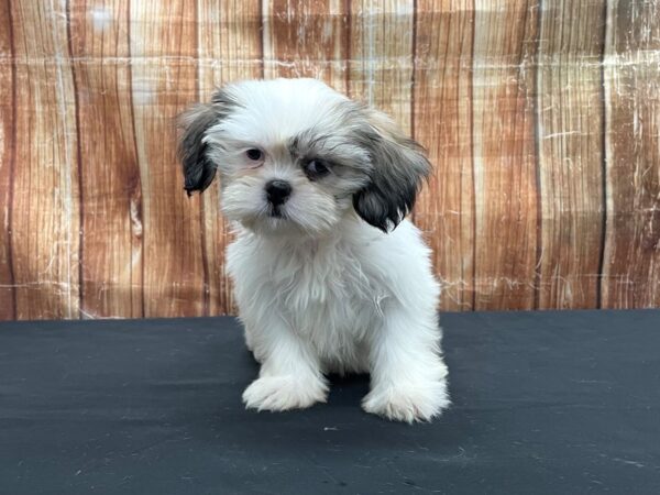 Lhasa Apso-DOG-Female-Cream-23731-Petland Scottsdale, Arizona