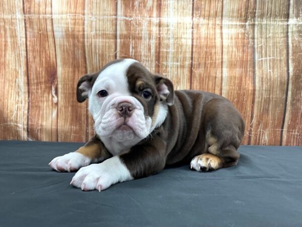 English Bulldog-DOG-Female-Bronze-23730-Petland Scottsdale, Arizona