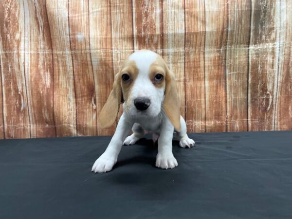 Beagle-DOG-Male-Lemon and White-23729-Petland Scottsdale, Arizona