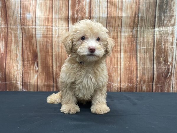 F1B Aussiedoodle-DOG-Male-Apricot-23728-Petland Scottsdale, Arizona