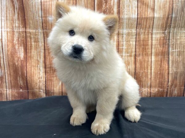 Chow Chow-DOG-Male-Cream-23727-Petland Scottsdale, Arizona