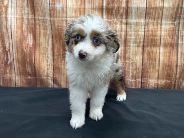 Miniature Australian Shepherd-DOG-Male-Chocolate Merle-23745-Petland Scottsdale, Arizona