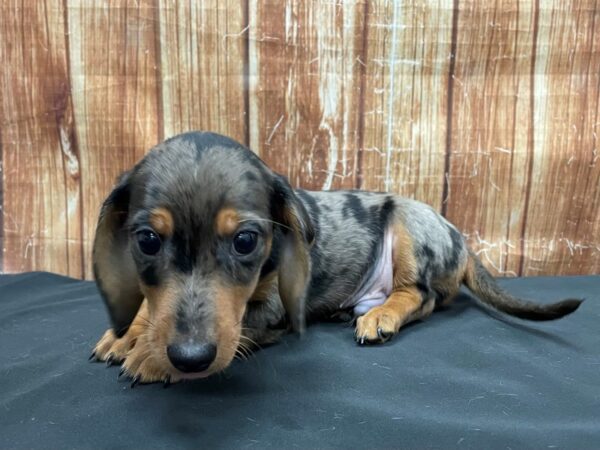 Dachshund-DOG-Male-Black / Tan-23749-Petland Scottsdale, Arizona