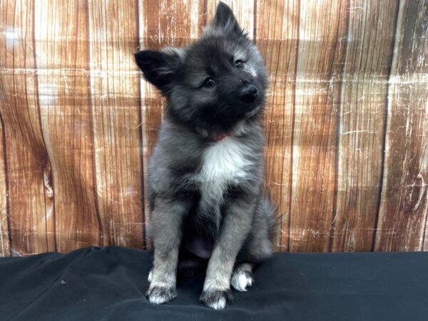 Keeshond-DOG-Female-Silver / Black-23750-Petland Scottsdale, Arizona