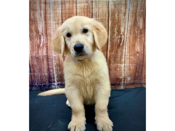 Golden Retriever-DOG-Male-Golden-23751-Petland Scottsdale, Arizona