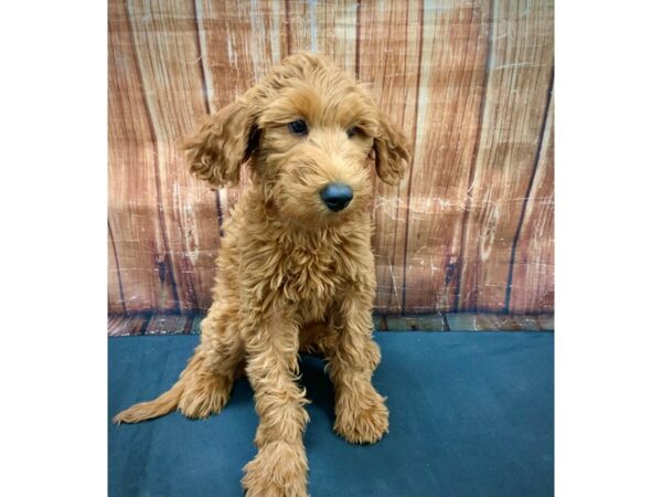 F1B Goldendoodle-DOG-Female-Golden-23752-Petland Scottsdale, Arizona