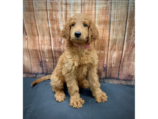 F1B Goldendoodle-DOG-Female-Golden-23753-Petland Scottsdale, Arizona