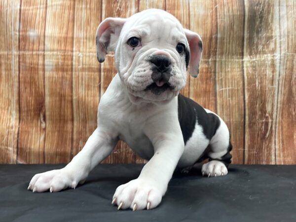 Olde English Bulldog-DOG-Male-Black / White-23774-Petland Scottsdale, Arizona