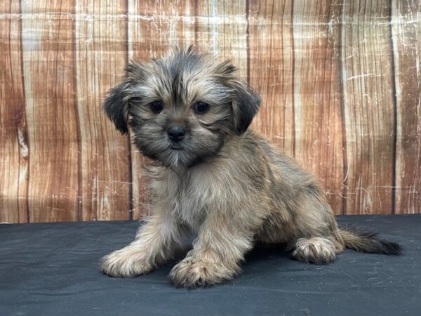 Maltese/Yorkshire Terrier-DOG-Female-Gold-23773-Petland Scottsdale, Arizona
