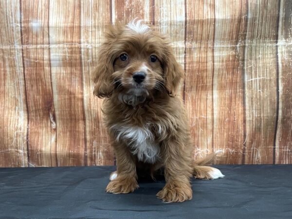 Cavalier King Charles Spaniel/Poodle-DOG-Male-Ruby-23772-Petland Scottsdale, Arizona