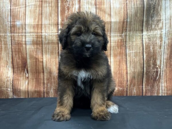 Keeshond/Poodle-DOG-Male-Red Sable-23771-Petland Scottsdale, Arizona