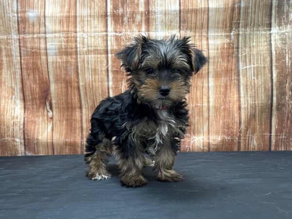 Yorkshire Terrier-DOG-Female-Black / Tan-23770-Petland Scottsdale, Arizona