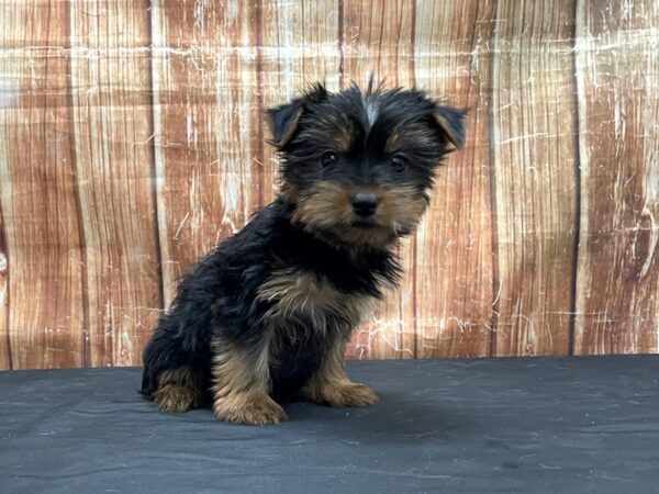 Yorkshire Terrier-DOG-Female-Black / Tan-23769-Petland Scottsdale, Arizona