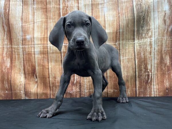 Weimaraner-DOG-Male-Blue-23768-Petland Scottsdale, Arizona