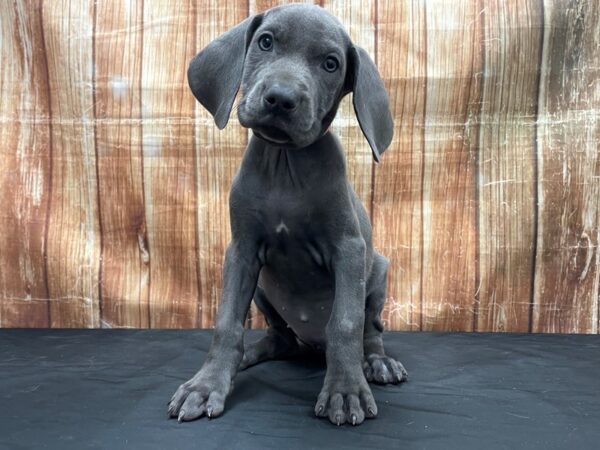 Weimaraner-DOG-Female-Blue-23767-Petland Scottsdale, Arizona