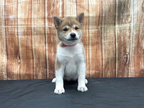 Shiba Inu-DOG-Female-Red Sesame / White-23766-Petland Scottsdale, Arizona