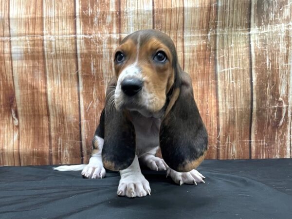 Basset Hound-DOG-Male-Black White / Tan-23764-Petland Scottsdale, Arizona