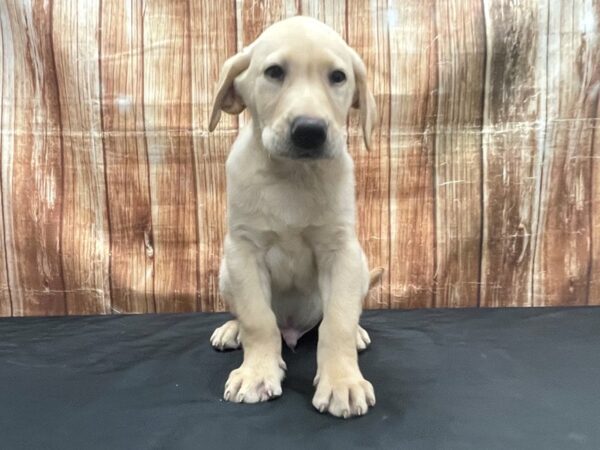 Labrador Retriever-DOG-Male-Yellow-23763-Petland Scottsdale, Arizona