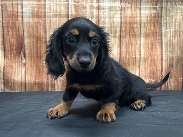 Dachshund-DOG-Male-Black / Tan-23762-Petland Scottsdale, Arizona