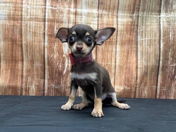Chihuahua-DOG-Female-Chocolate / Tan-23761-Petland Scottsdale, Arizona