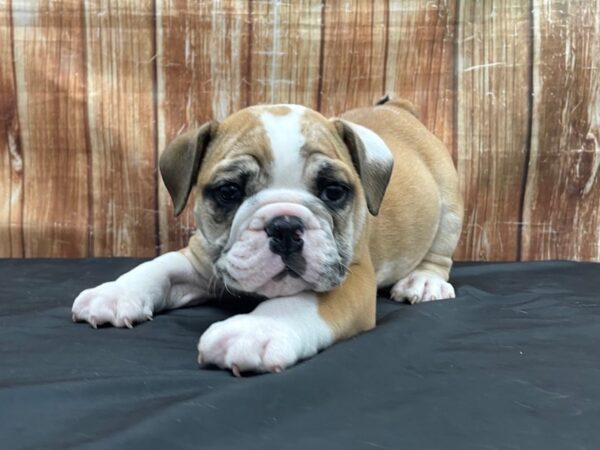 English Bulldog-DOG-Male-Red and White-23760-Petland Scottsdale, Arizona