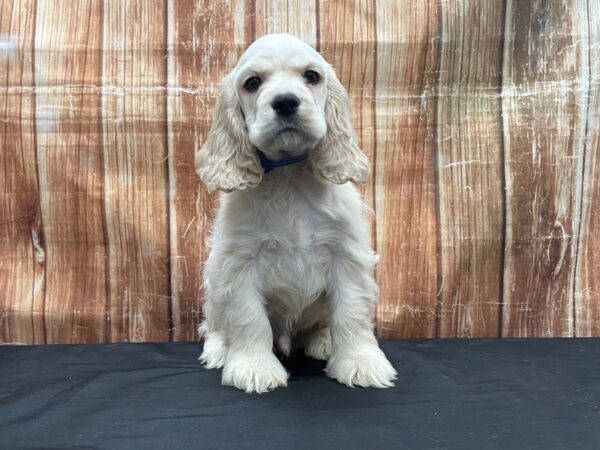 Cocker Spaniel-DOG-Male-Buff-23759-Petland Scottsdale, Arizona