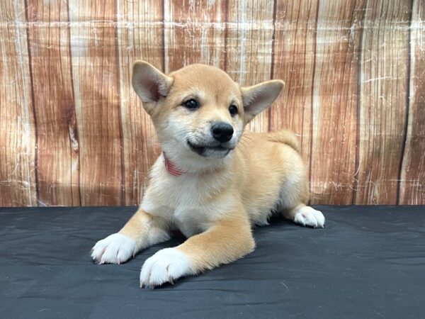 Shiba Inu-DOG-Female-Red-23758-Petland Scottsdale, Arizona