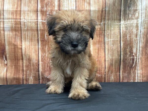 Soft Coated Wheaten Terrier-DOG-Male-Wheaten-23757-Petland Scottsdale, Arizona