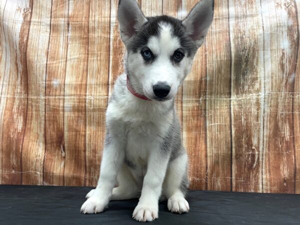 Siberian Husky-DOG-Female-Grey and White-23756-Petland Scottsdale, Arizona