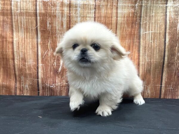 Pekingese-DOG-Female-Cream-23755-Petland Scottsdale, Arizona