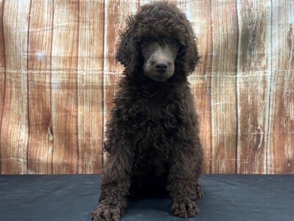 Standard Poodle-DOG-Female-Brown-23754-Petland Scottsdale, Arizona