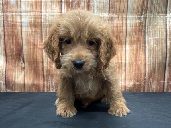Cocker Spaniel/Poodle-DOG-Male--23776-Petland Scottsdale, Arizona