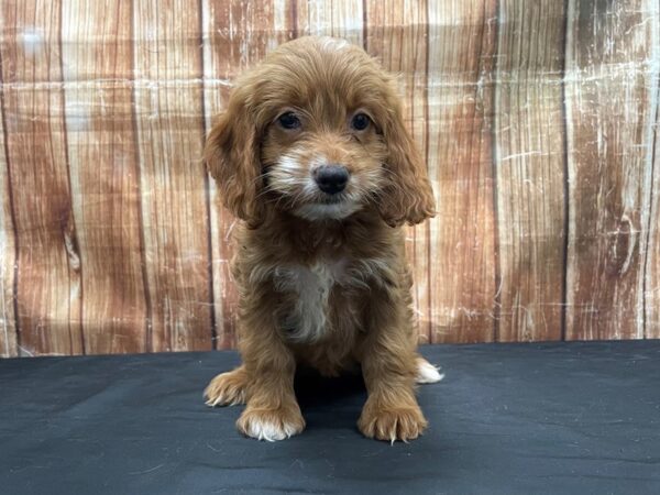 Cocker Spaniel/Poodle-DOG-Female--23777-Petland Scottsdale, Arizona