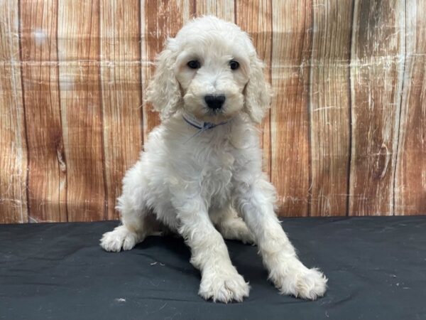 F1B Goldendoodle-DOG-Male-Golden-23778-Petland Scottsdale, Arizona