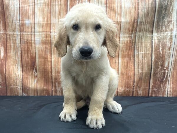 Golden Retriever-DOG-Male-Golden-23780-Petland Scottsdale, Arizona