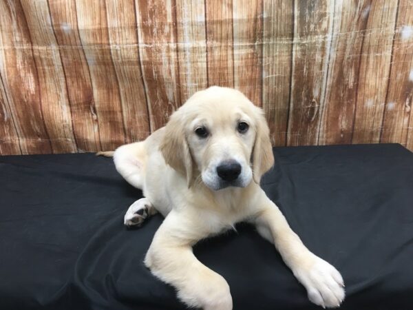 Golden Retriever-DOG-Female-Golden-23779-Petland Scottsdale, Arizona