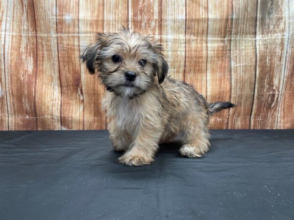 Maltese/Yorkshire Terrier-DOG-Male-Gold-23806-Petland Scottsdale, Arizona