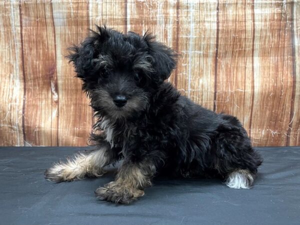 Miniature Australian Shepherd/Poodle-DOG-Male-Black Tan / White-23805-Petland Scottsdale, Arizona