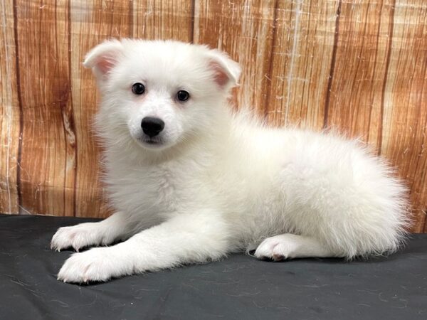 American Eskimo Dog-DOG-Male-White-23804-Petland Scottsdale, Arizona