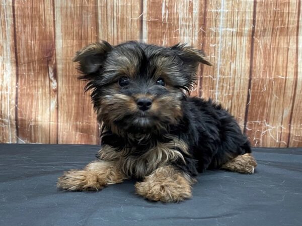 Yorkshire Terrier-DOG-Male-Black / Tan-23803-Petland Scottsdale, Arizona