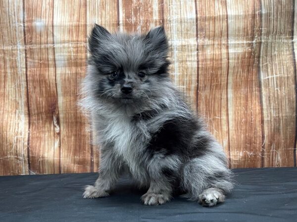 Pomeranian-DOG-Male-Blue Merle-23801-Petland Scottsdale, Arizona