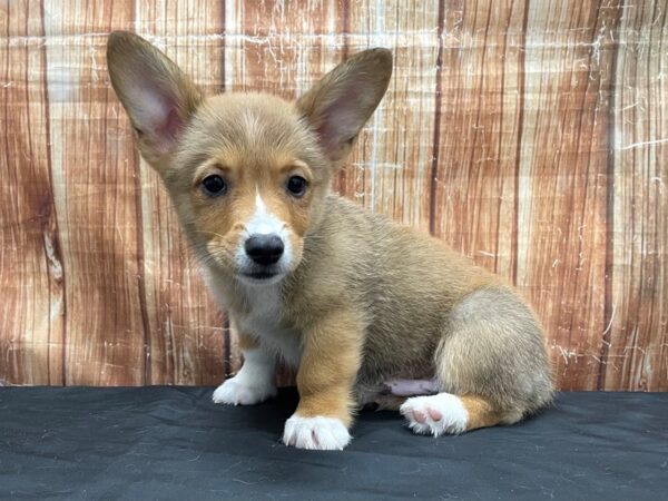 Pembroke Welsh Corgi-DOG-Male-Sable / White-23800-Petland Scottsdale, Arizona