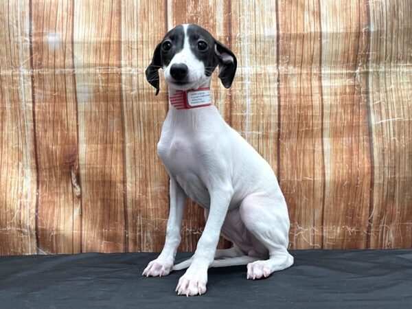 Italian Greyhound-DOG-Female-White / Seal-23799-Petland Scottsdale, Arizona