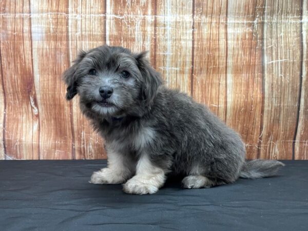Havanese-DOG-Male-Blue-23798-Petland Scottsdale, Arizona